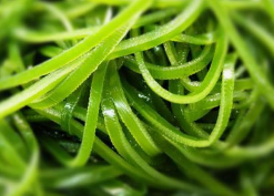 吃什么可以去黑眼圈